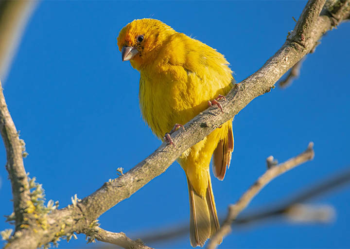nepal-bird.jpg